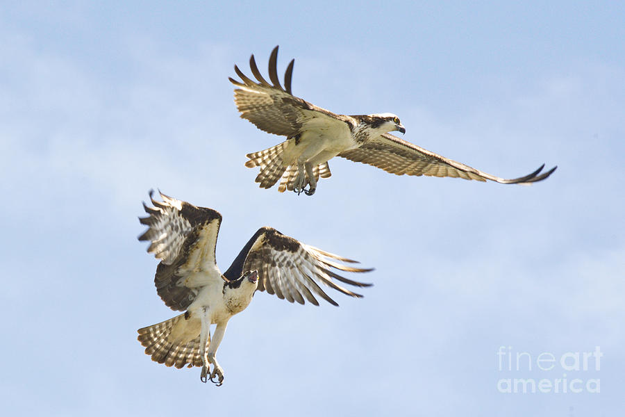 Osprey Battle of the Nest No. 2 Photograph by Andrea Kollo