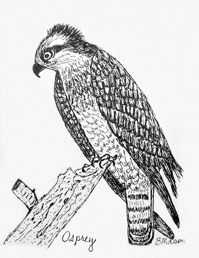 Bird Drawing - Osprey by Becky Mason