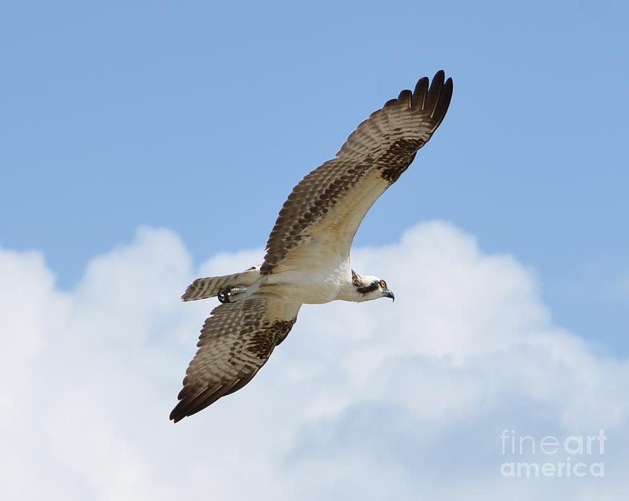Osprey Photograph by Bob Sample