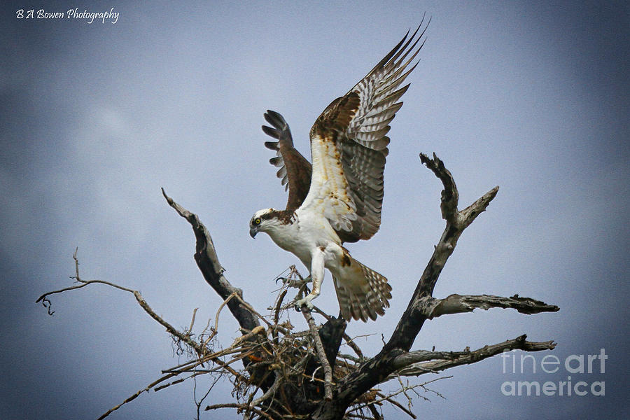 Osprey building a new nest Photograph by Barbara Bowen
