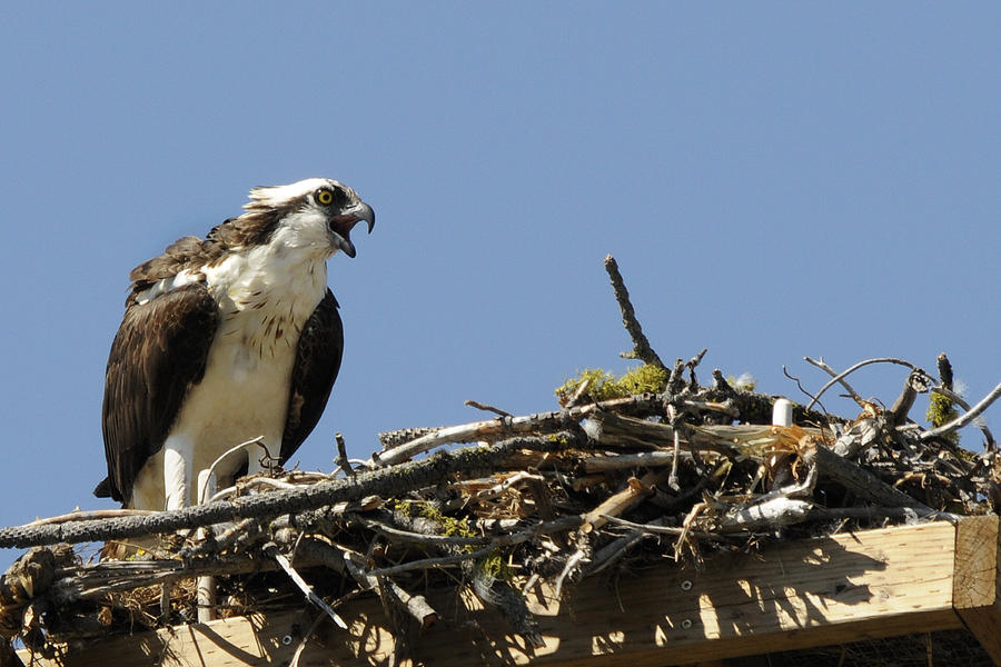 Osprey Calling for her Mate Photograph by David Marr