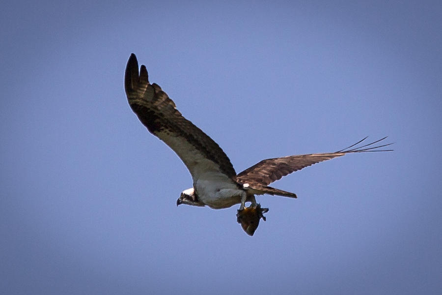 Osprey Carrying Fish  Photograph by Gregory Daley  MPSA