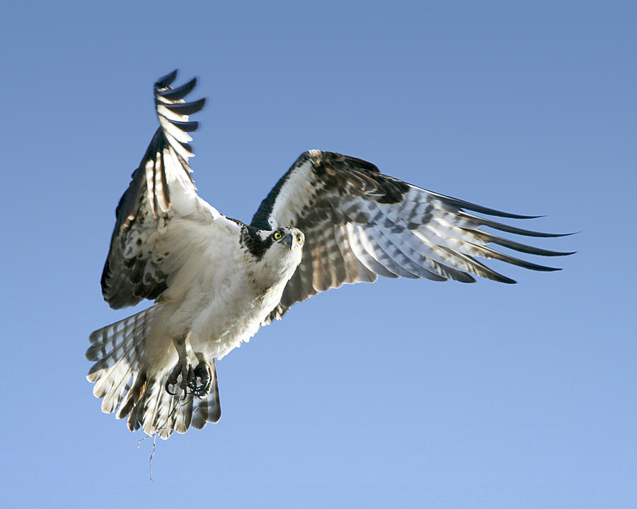 Osprey Carrying Twig Photograph by Barbara Smith