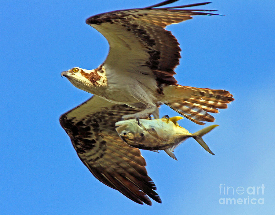 Osprey Catch of the day  Photograph by Larry Nieland