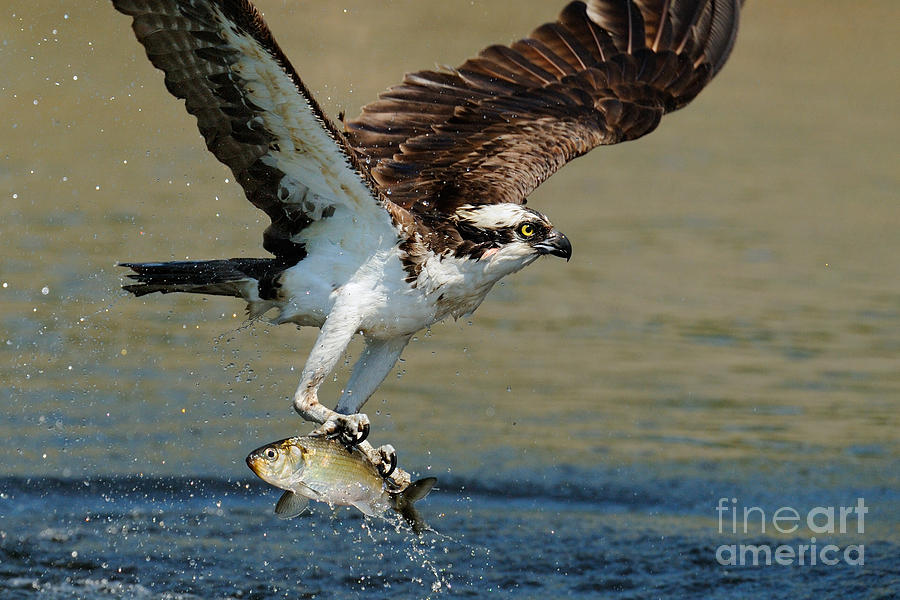 Osprey Catches Fish by Scott Linstead