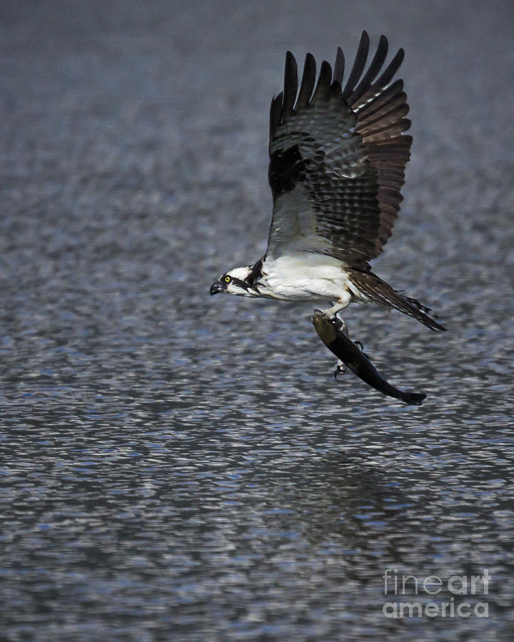 Osprey Catching Breakfast at Stanley Lake Photograph by Priscilla Burgers