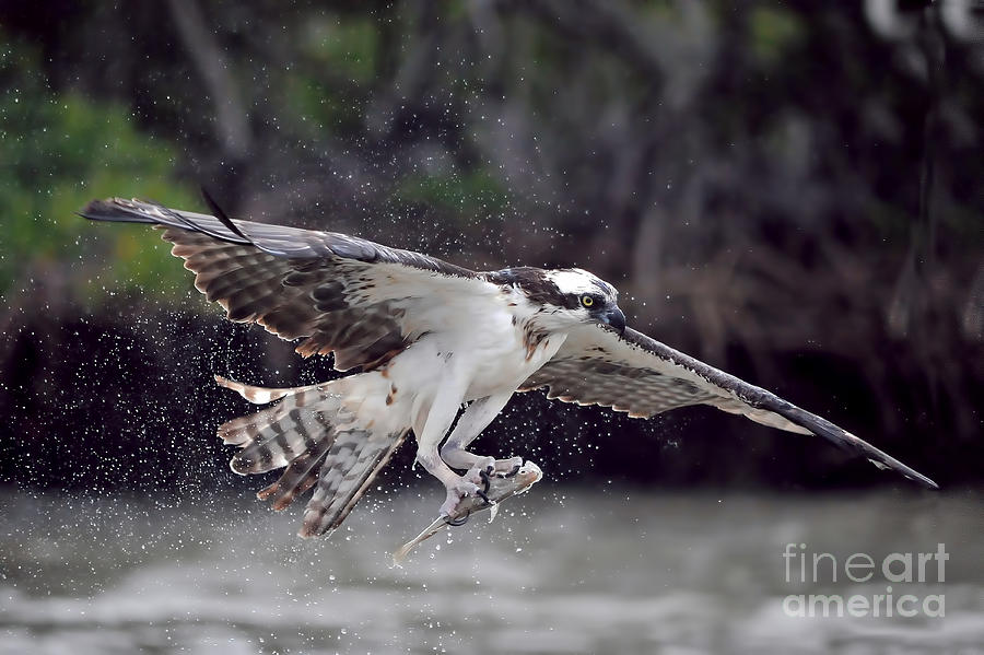 Osprey catching fish Photograph by Dan Friend