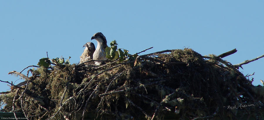 Bird Photograph - Osprey Chicks in Nest by Mick Anderson