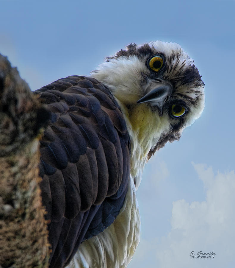 Osprey Close Up Photograph by Joe Granita