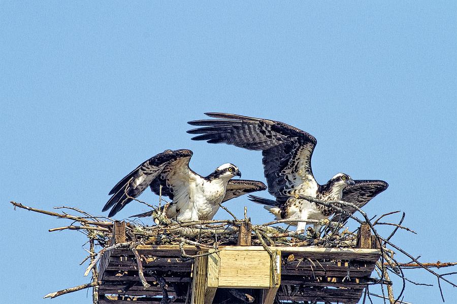 Osprey Couple Photograph by Constantine Gregory