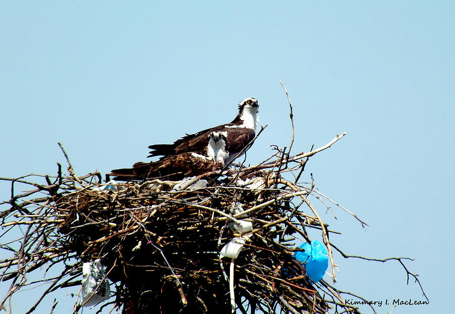 Osprey Couple Photograph by Kimmary MacLean