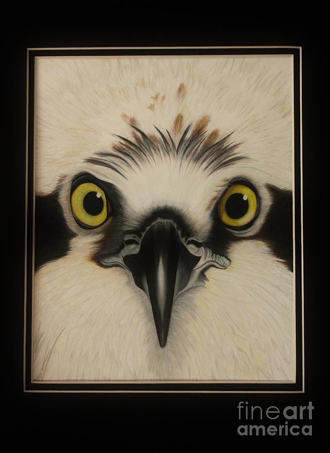 Wildlife Drawing - Osprey by Island Time Artwork by Dawn Nadeau Olmsted