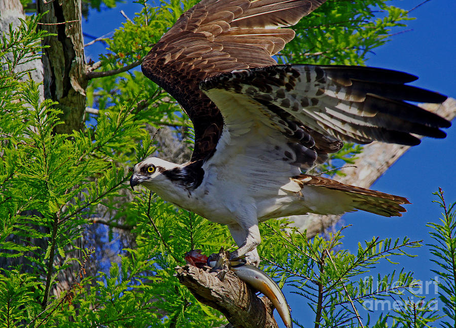 Osprey delight Photograph by Larry Nieland