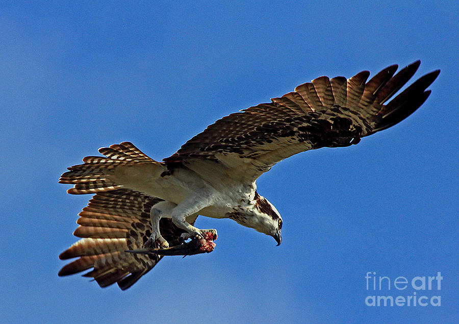 Osprey delivery Photograph by Larry Nieland