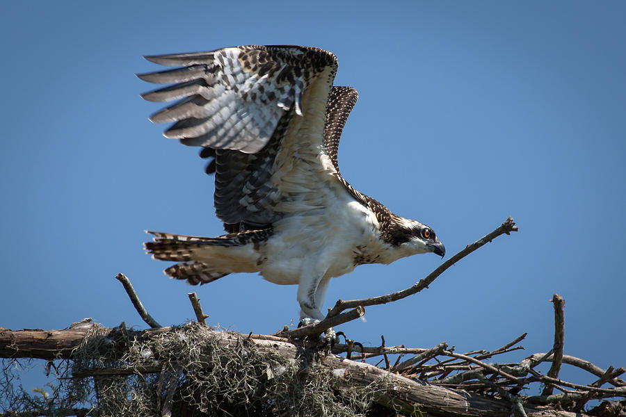 Osprey Departing Nest Photograph by Gregory Daley  MPSA