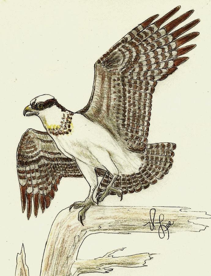 OSPREY Drawing Drawing by VLee Watson