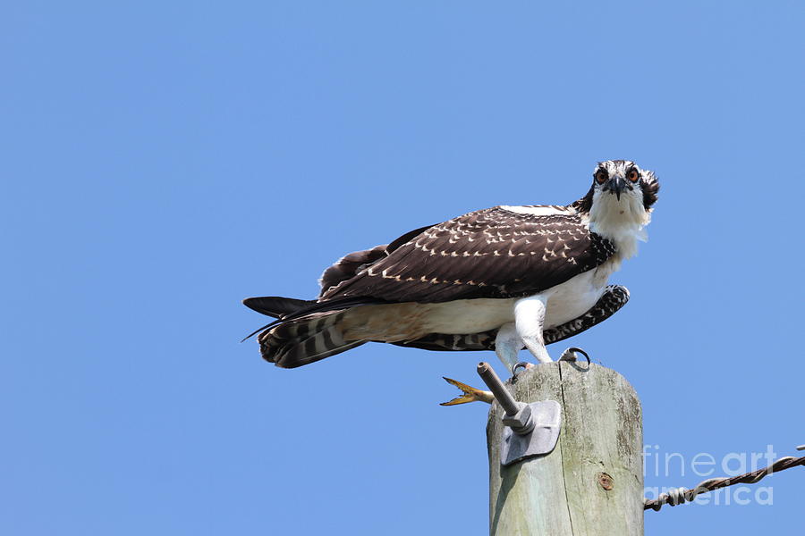 Osprey Photograph by Dwight Cook