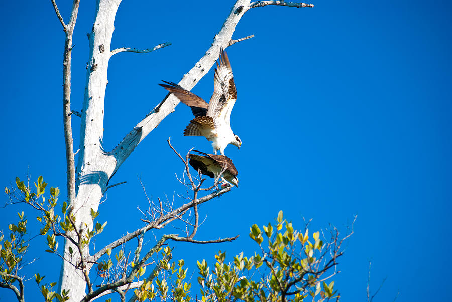 Osprey Eagle Wil 508 Photograph by Gordon Sarti