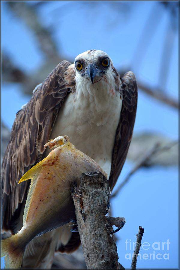 what do osprey eat