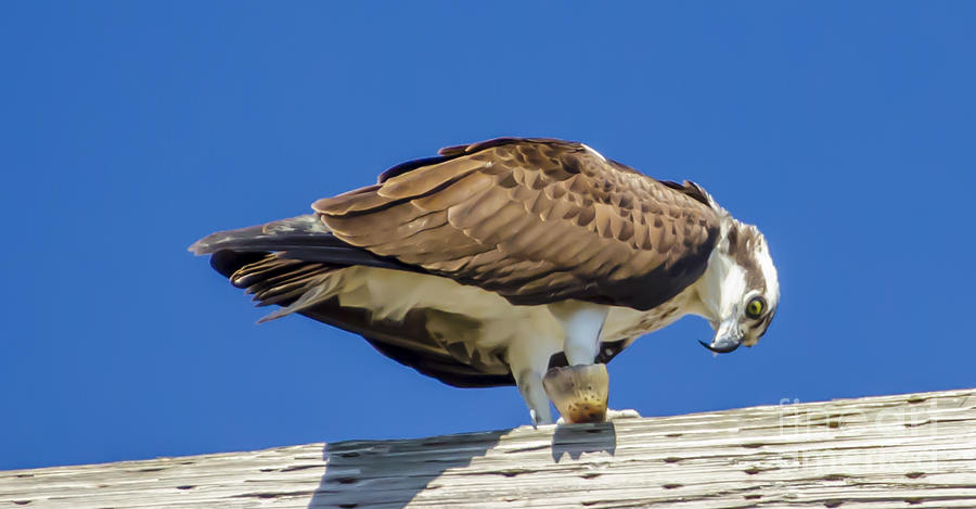 Osprey eating Lunch Photograph by Dale Powell
