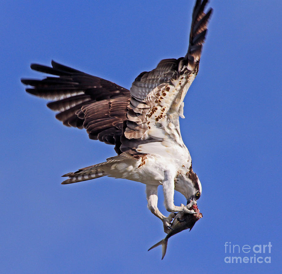 Osprey eats in mid air Photograph by Larry Nieland