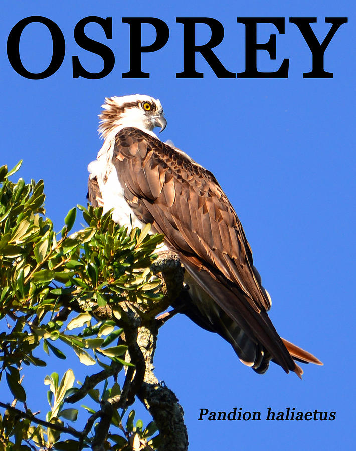 Osprey Photograph - Osprey educational poster work by David Lee Thompson