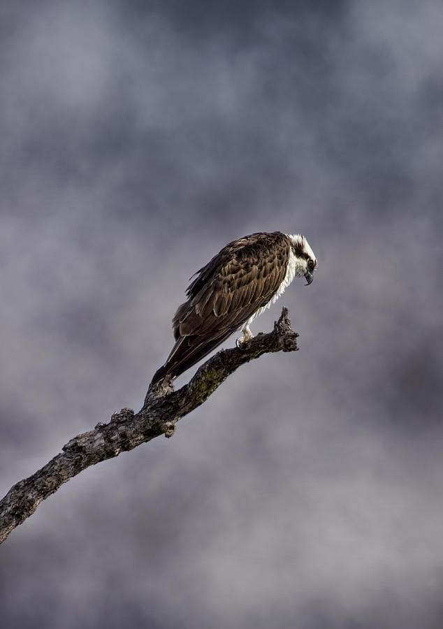 Osprey Photograph by Ellen Heaverlo