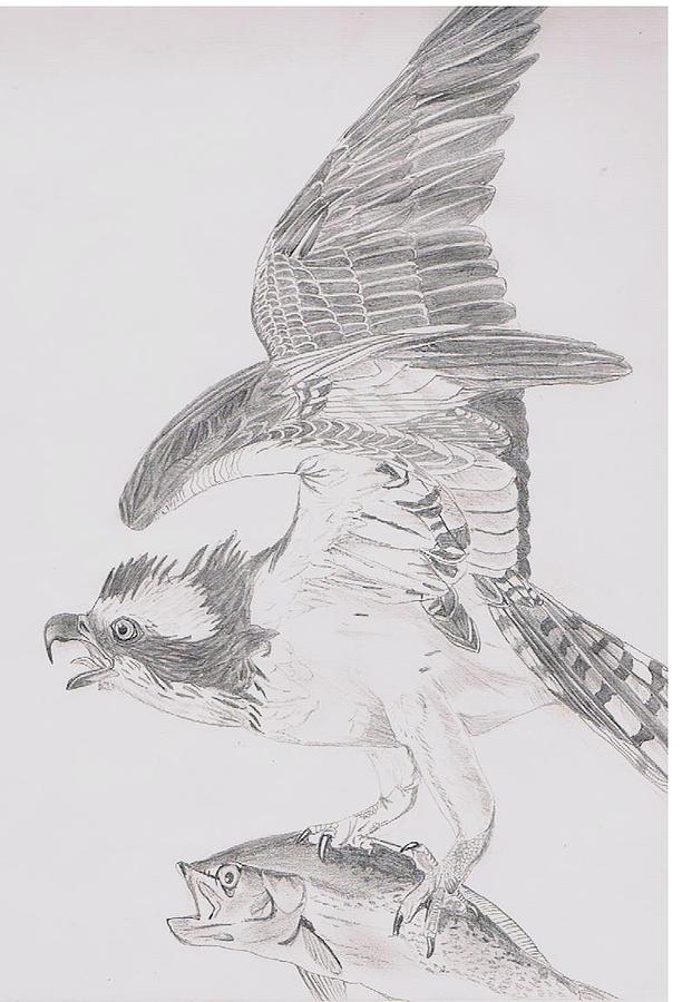 Osprey Drawing - Osprey by Emily Teel