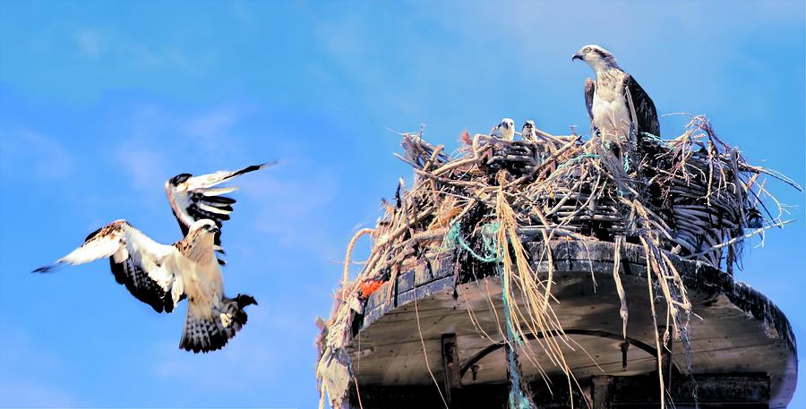Osprey Family by David Rich Osprey Family by David Rich