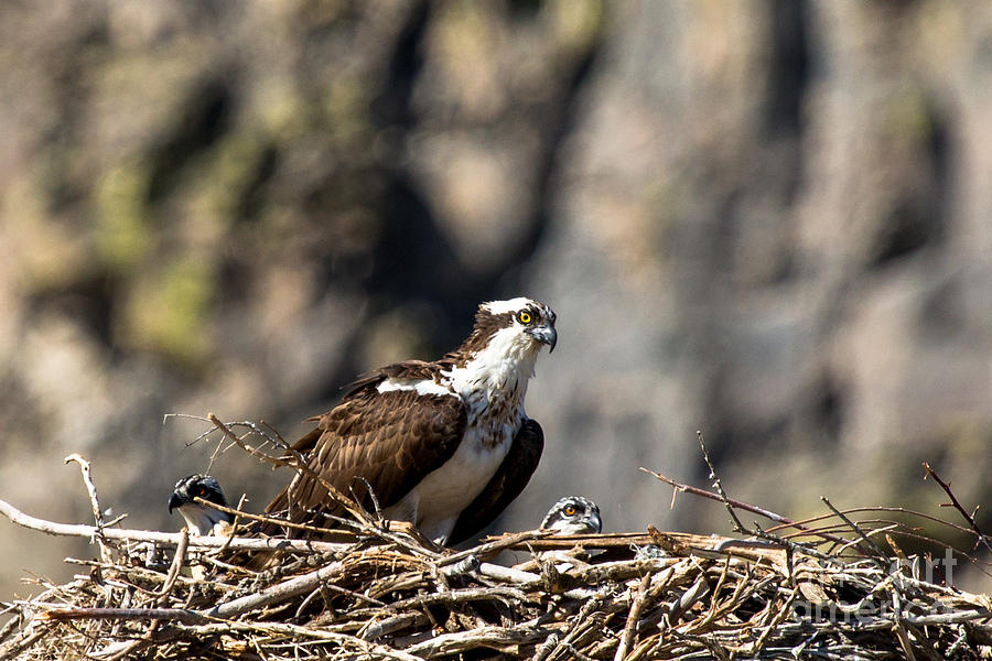 Osprey Family Nest Photograph by John Daly