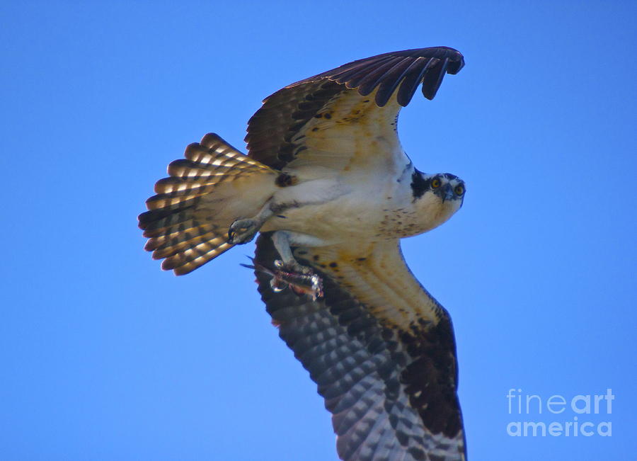 osprey feeding habits