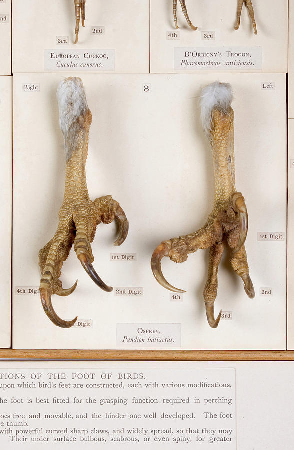 Osprey Feet Photograph by Natural History Museum, London/science Photo ...