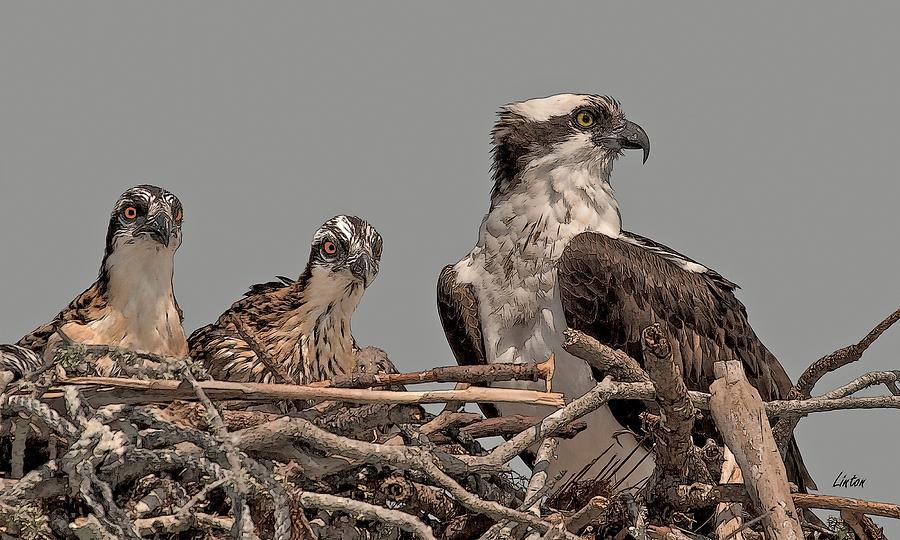 Osprey Female And Chicks Digital Art by Larry Linton