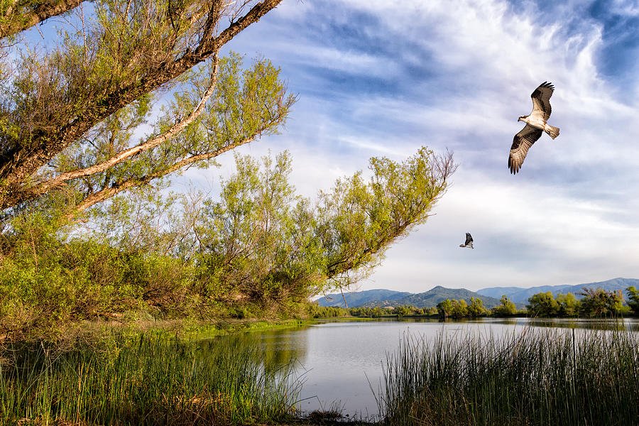 Osprey Fishing on Rodman Slough Photograph by Kathleen Bishop