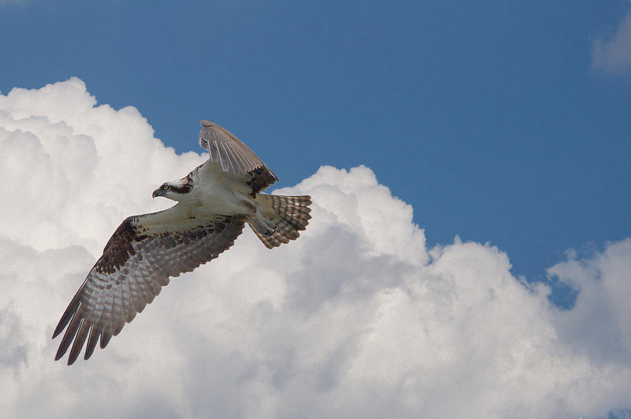 osprey flight