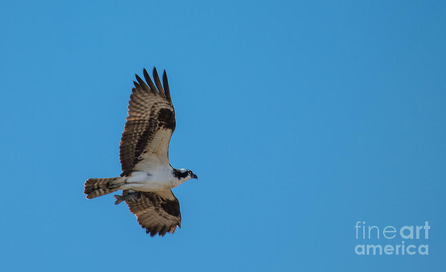 Osprey Photograph - Osprey flying Home With Dinner by Robert Bales