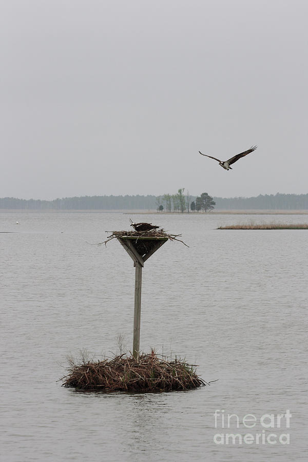 Osprey Flying in to Nest at Blackwater Wildlife Refuge in Maryland Photograph by William Kuta