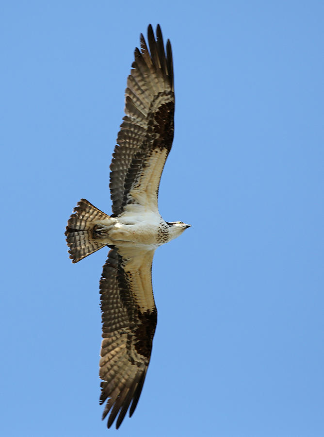 Osprey Flying Photograph by Jack Nevitt