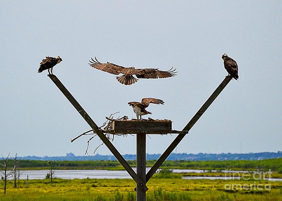 Osprey Flying Lessons Photograph by Sharon Woerner