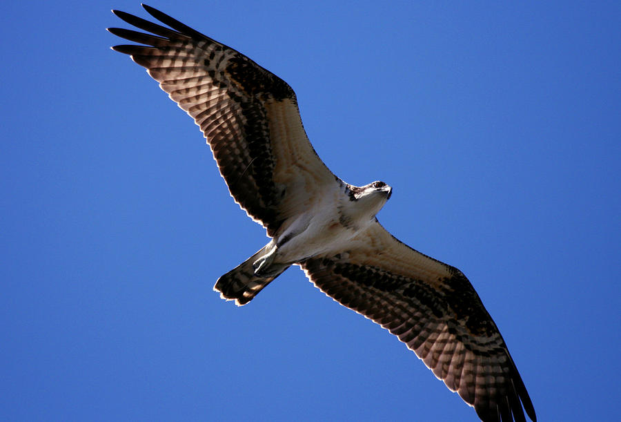 Eagle Photograph - Osprey Flying Overhead by Darrin Aldridge