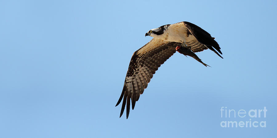 Osprey Flying With Fish Photograph by Max Allen