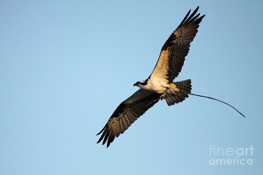 Osprey Flying With Nesting Material Photograph by Max Allen