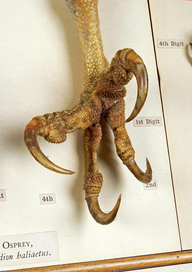 Osprey Foot Photograph by Natural History Museum, London/science Photo ...