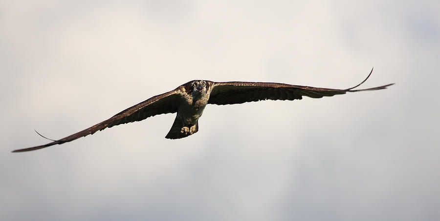 osprey bird wingspan