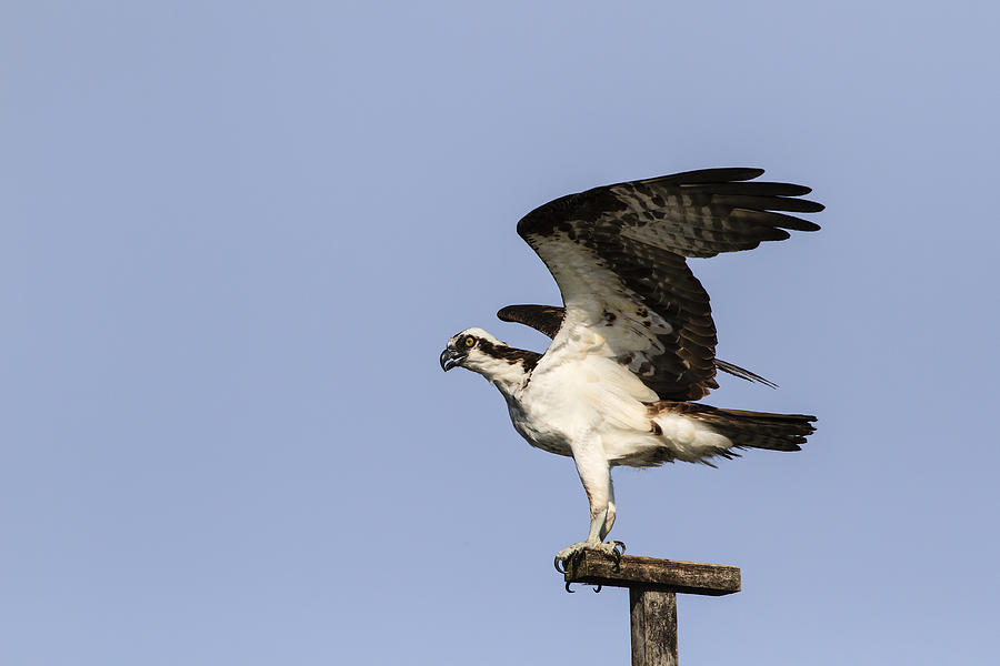 Osprey Photograph by Gary Hall