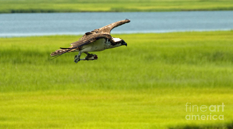 Osprey Gliding into Home Base Photograph by Greg Graham