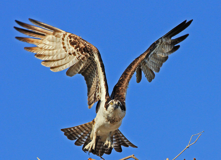 Osprey head on  Photograph by Larry Nieland