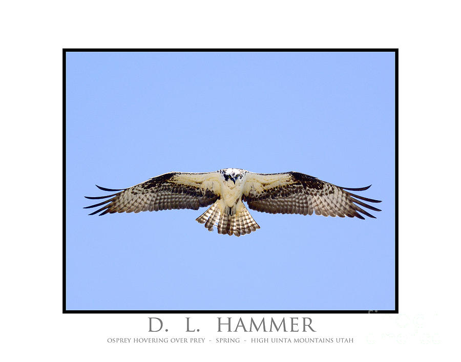 Osprey Hovering Over Prey Photograph by Dennis Hammer