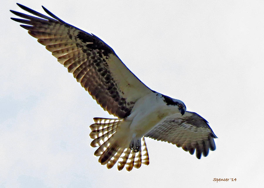 Osprey Hovers Photograph by T Guy Spencer