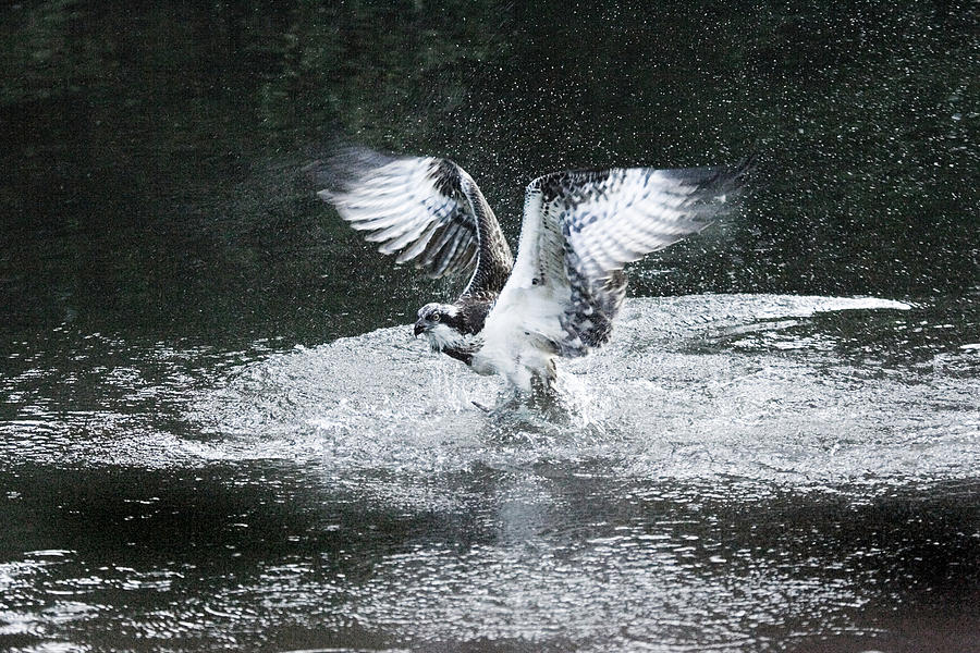 osprey hunting